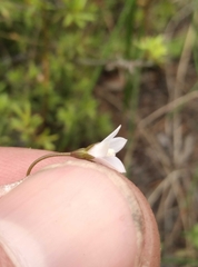 Wahlenbergia violacea