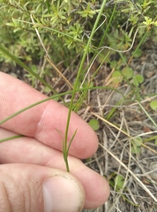 Wahlenbergia violacea