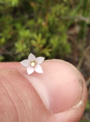 Wahlenbergia violacea