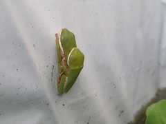 Pithecopus hypochondrialis