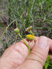 Leiocarpa brevicompta