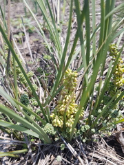 Lomandra multiflora multiflora