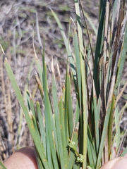 Lomandra multiflora multiflora