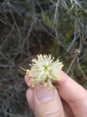 Melaleuca capitata