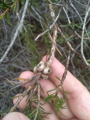 Melaleuca capitata