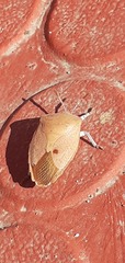 Tessaratoma