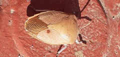 Tessaratoma