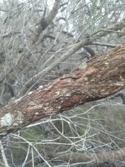 Melaleuca capitata