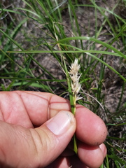 Rytidosperma bipartitum
