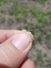 Rytidosperma bipartitum