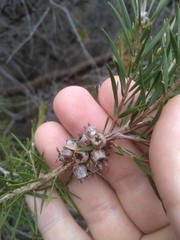 Melaleuca capitata