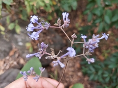 Spermadictyon suaveolens