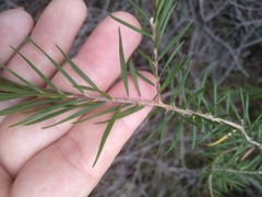 Melaleuca capitata