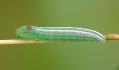 Tenthredopsis friesei