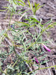 Vicia monantha