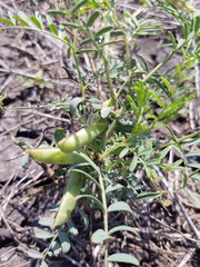 Vicia monantha