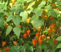 Alkekengi officinarum