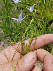 Wahlenbergia capillaris