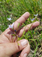 Wahlenbergia capillaris
