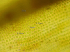 Schistidium crassipilum