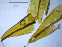 Schistidium crassipilum