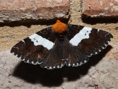 Buzara latizona