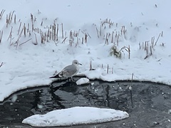 Larus canus