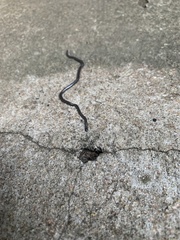Leptotyphlopidae