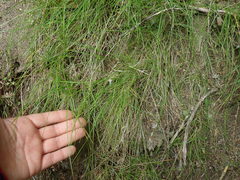 Poa pusilla