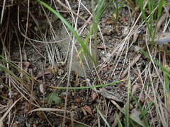 Poa pusilla
