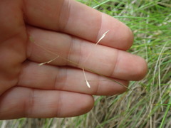 Poa pusilla