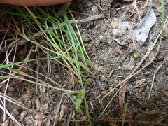 Poa pusilla