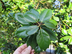 Ilex latifolia