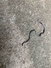 Leptotyphlopidae