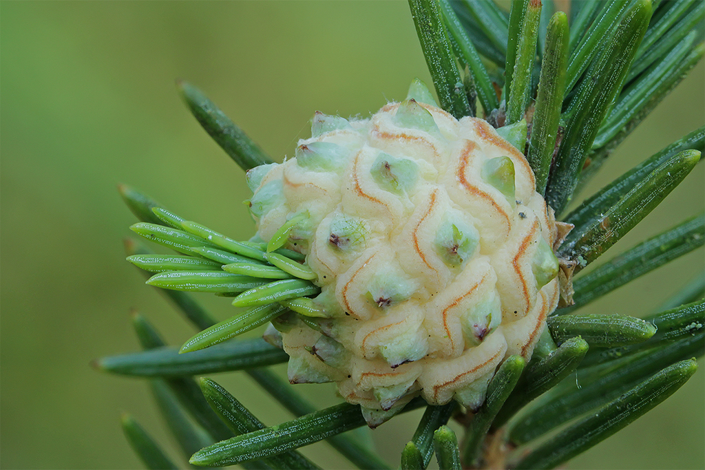 Phylloxeroidea