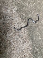 Leptotyphlopidae