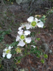 Leptospermum rotundifolium
