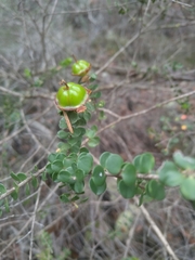 Leptospermum rotundifolium