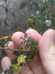 Leptospermum rotundifolium