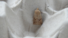 Agrochola blidaensis