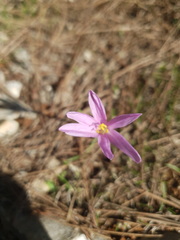 Colchicum parlatoris