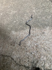 Leptotyphlopidae