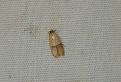 Odites natalensis