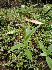 Pterostylis auriculata