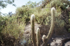 Oreocereus pseudofossulatus