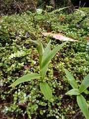 Pterostylis auriculata