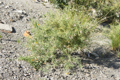 Adesmia miraflorensis