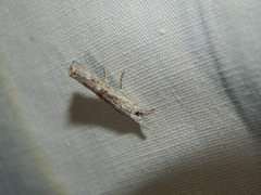 Culladia inconspicuella