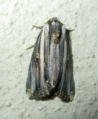 Anedhella rectiradiata