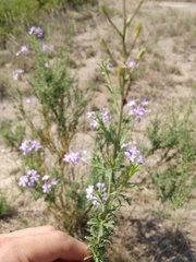 Jamesbrittenia macrantha